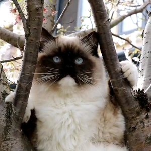 猫宁社头像