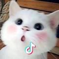 猪猪饲养员0579头像