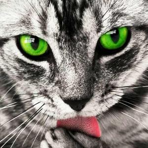 银色虎皮猫头像