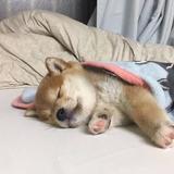 少年阿土不吃土头像
