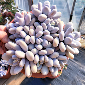 宜家多肉植物基地头像