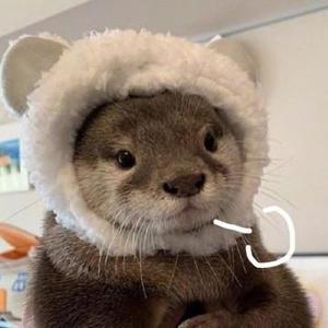 万能的不会玩儿头像