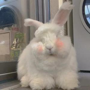 不爱动的胖Bunny头像