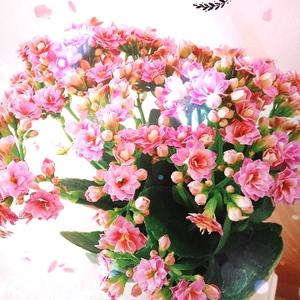 综艺门户头像