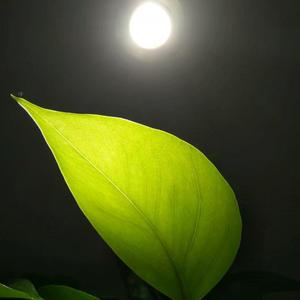 健康角斗士头像