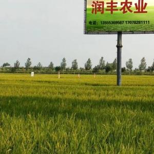 王丰9567头像
