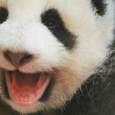 尼古拉斯孙孙头像