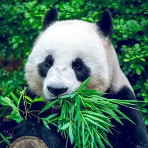 飞毯上的头像