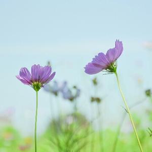 豆干没有汁头像