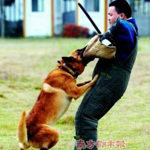 珠海帕比宠物训犬学校-石国有头像