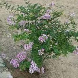 最灿烂的花朵头像