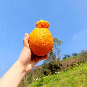 农业人阿柑头像