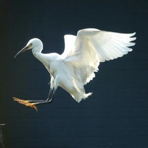 闲云野鹤任风流头像