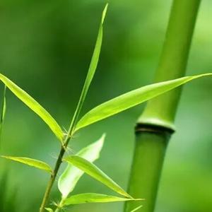 竹子做微信头像的寓意图片