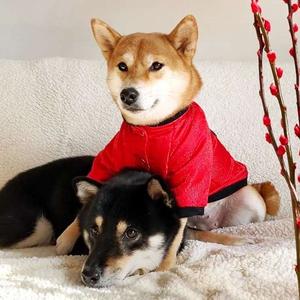 柴犬铲屎官头像