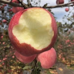 洛川苹果供应商头像