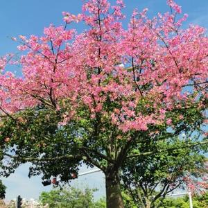 太陽花開花了頭像