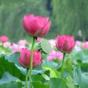 都好看,更喜欢那个拍视频的1年前旺慧福燊图片表情16条评论贵州安艳1