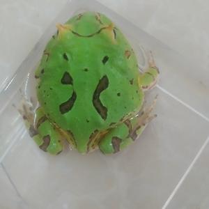 角蛙为什么脱皮 西瓜视频