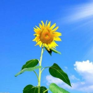 河源市房地产最新报价头像