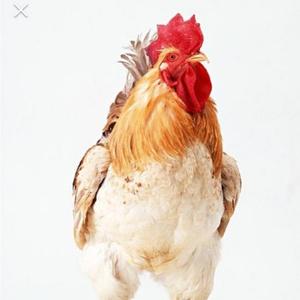 鸡头像现实图片