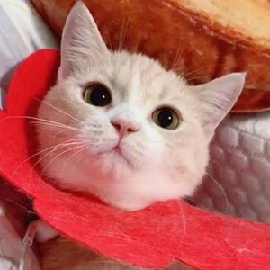 我的小猫咪好可爱头像