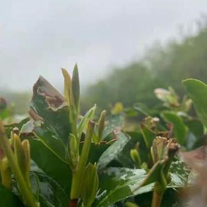 日照岚山碧桂春茶叶种植场头像