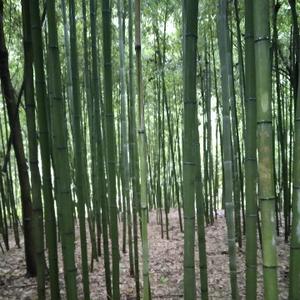 水潺林头像