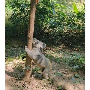 allenkoala头像