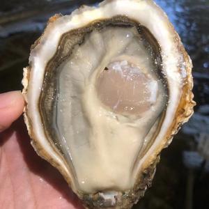 乳山生蚝牡蛎头像
