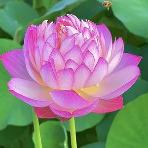 水中玉菩提头像