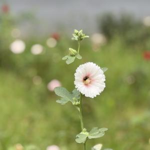 时光里绽放芬芳头像