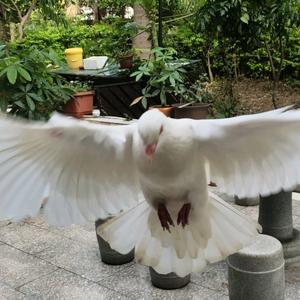 英明果断鸽子王头像