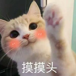 白鸽头像