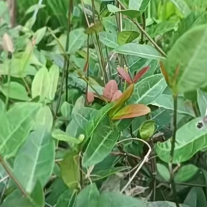小鹏哥125326头像