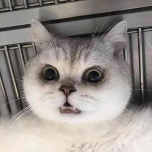 叫我沫沫呀1头像