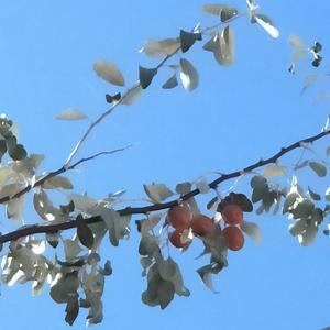 言语宁520头像