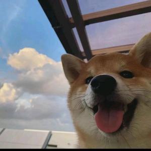 自由星星2头像