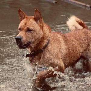 田园犬老黄头像