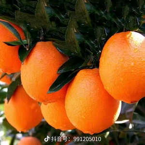 姜廷春头像