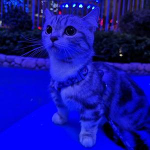 小凹奋斗日记头像