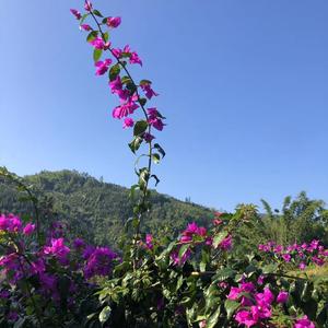 家清头像
