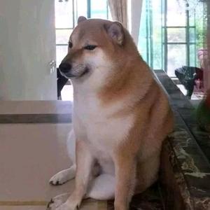 爱啃花生的橘子头像