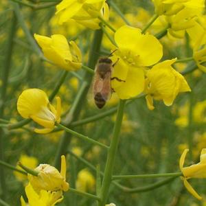 小蜜蜂喜爱油菜花头像