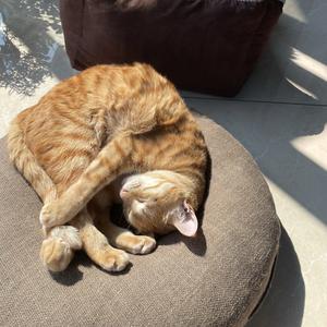 是橘猪啊头像