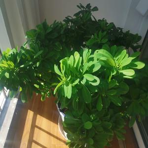 普生心理头像