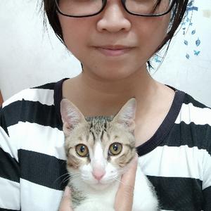 小咪小白头像