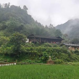 大树头像