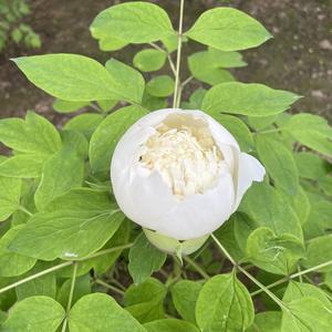 花未全开头像