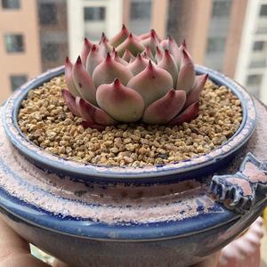 花季0头像